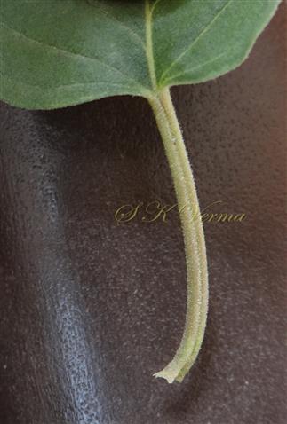  Petiole with adaxial groove